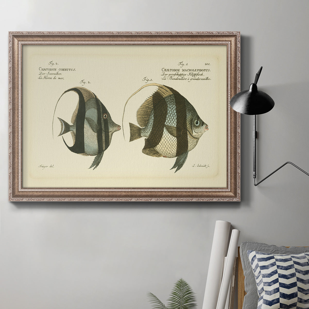 Bloch Antique Fish I Premium Framed Canvas- Ready to Hang