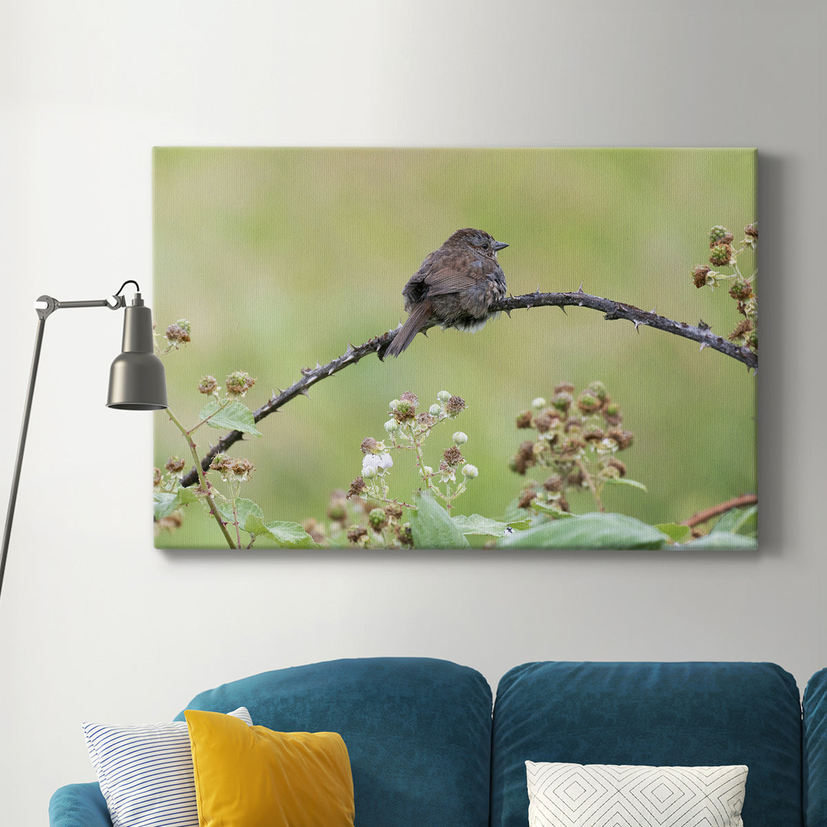 Resting Sparrow - Canvas Art Print