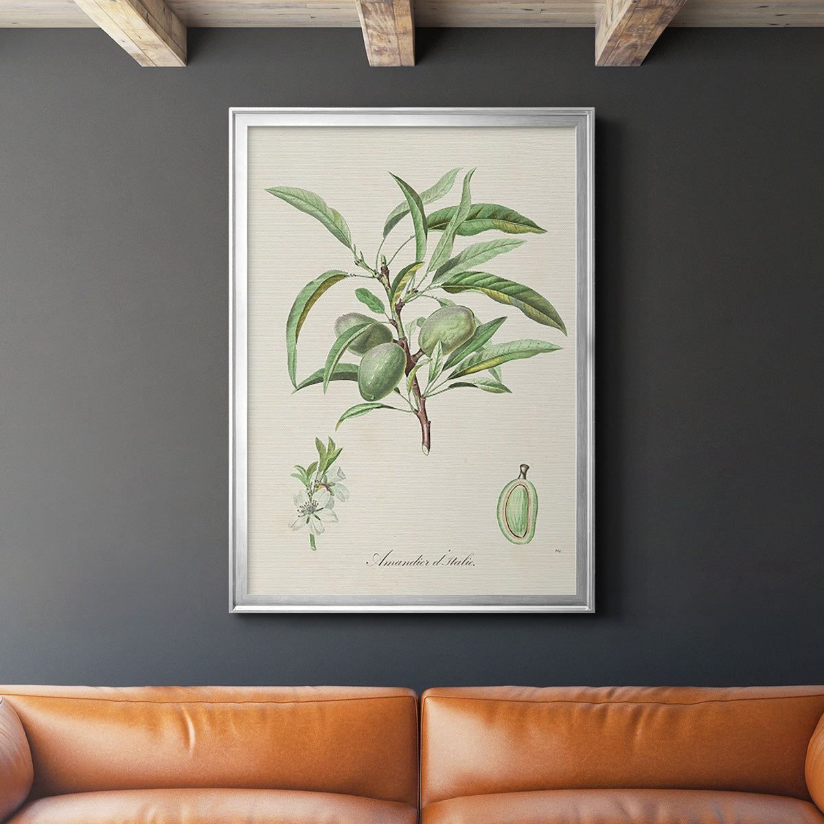 Antique Almond Botanical III - Modern Framed Canvas Print