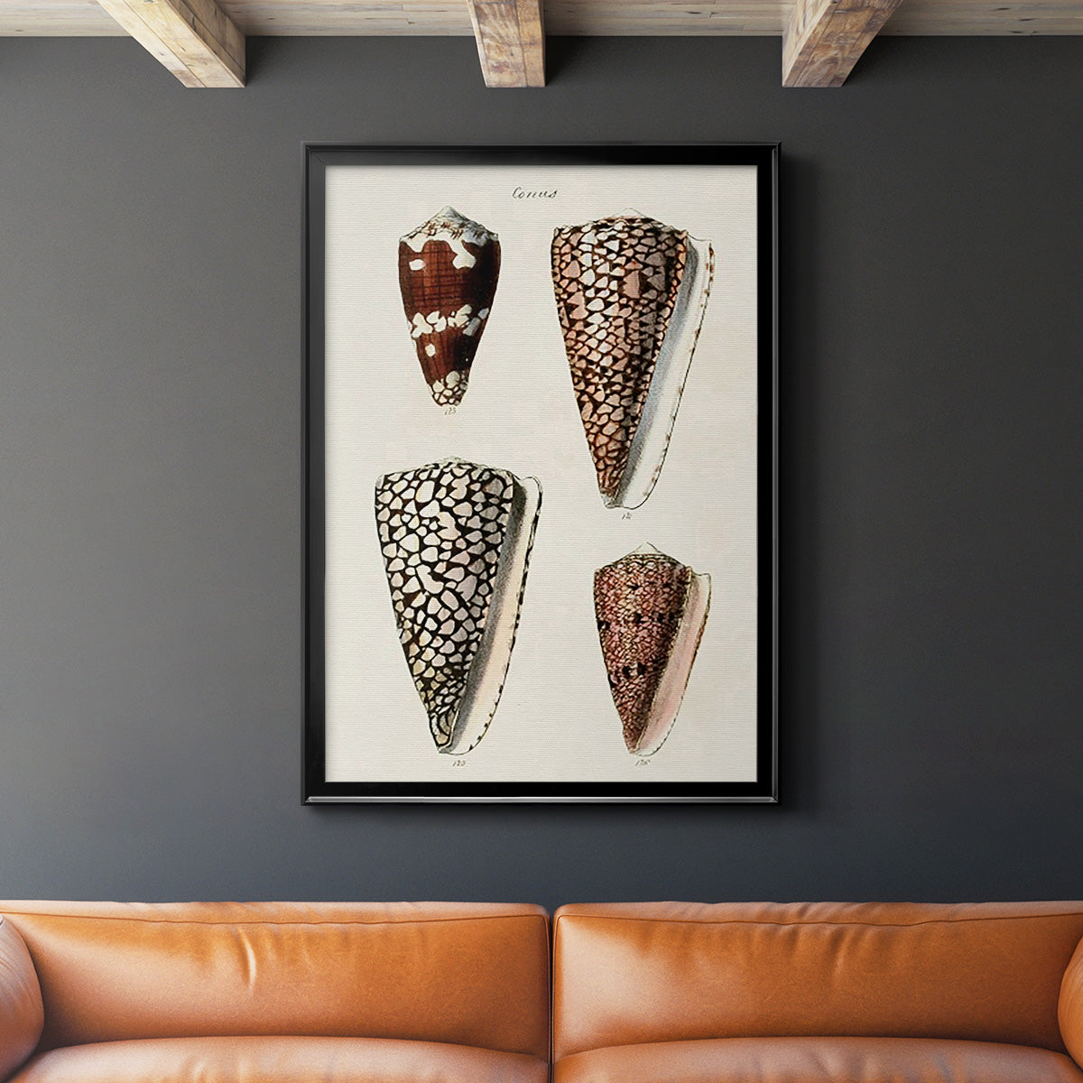 Cone Shell Collection I - Modern Framed Canvas Print