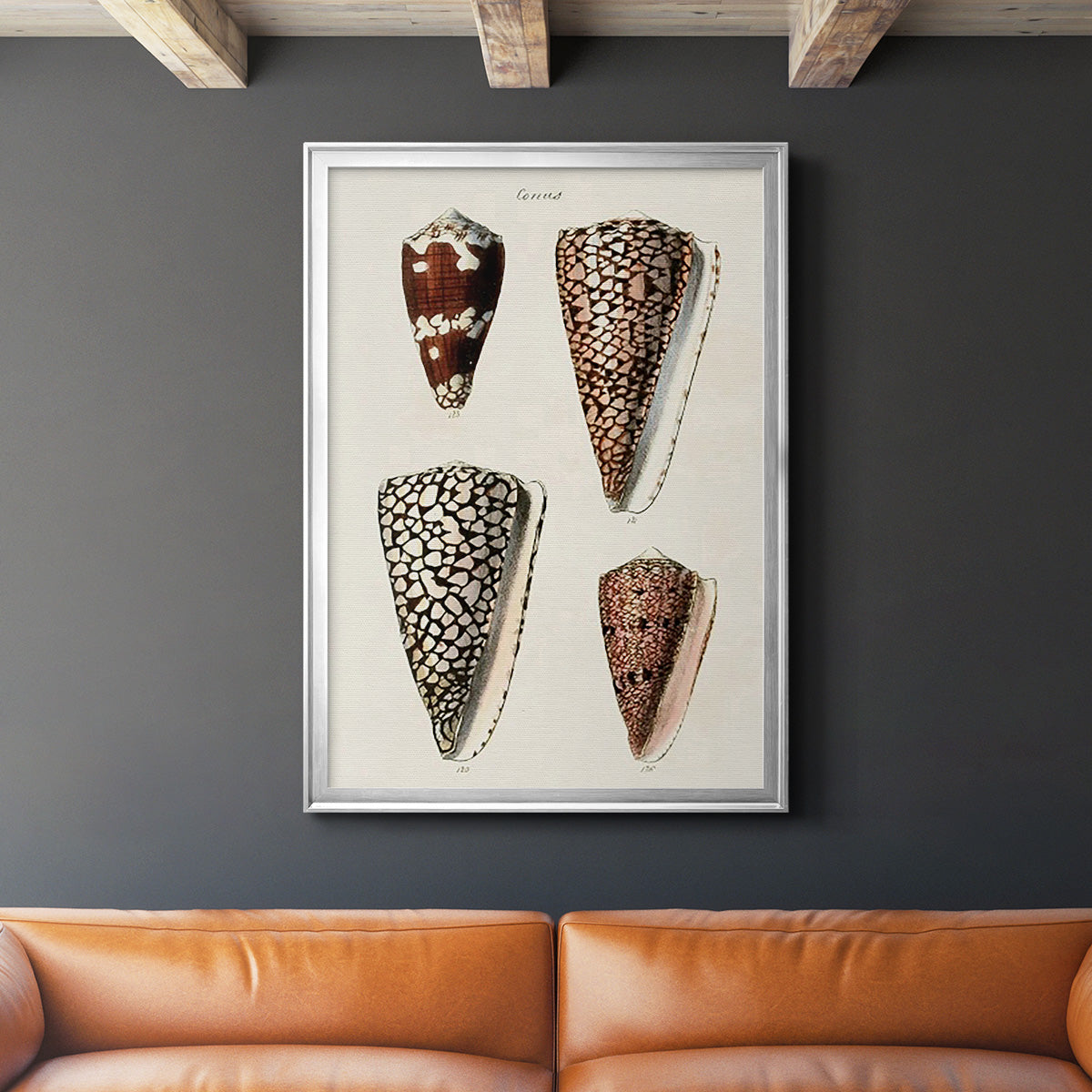 Cone Shell Collection I - Modern Framed Canvas Print