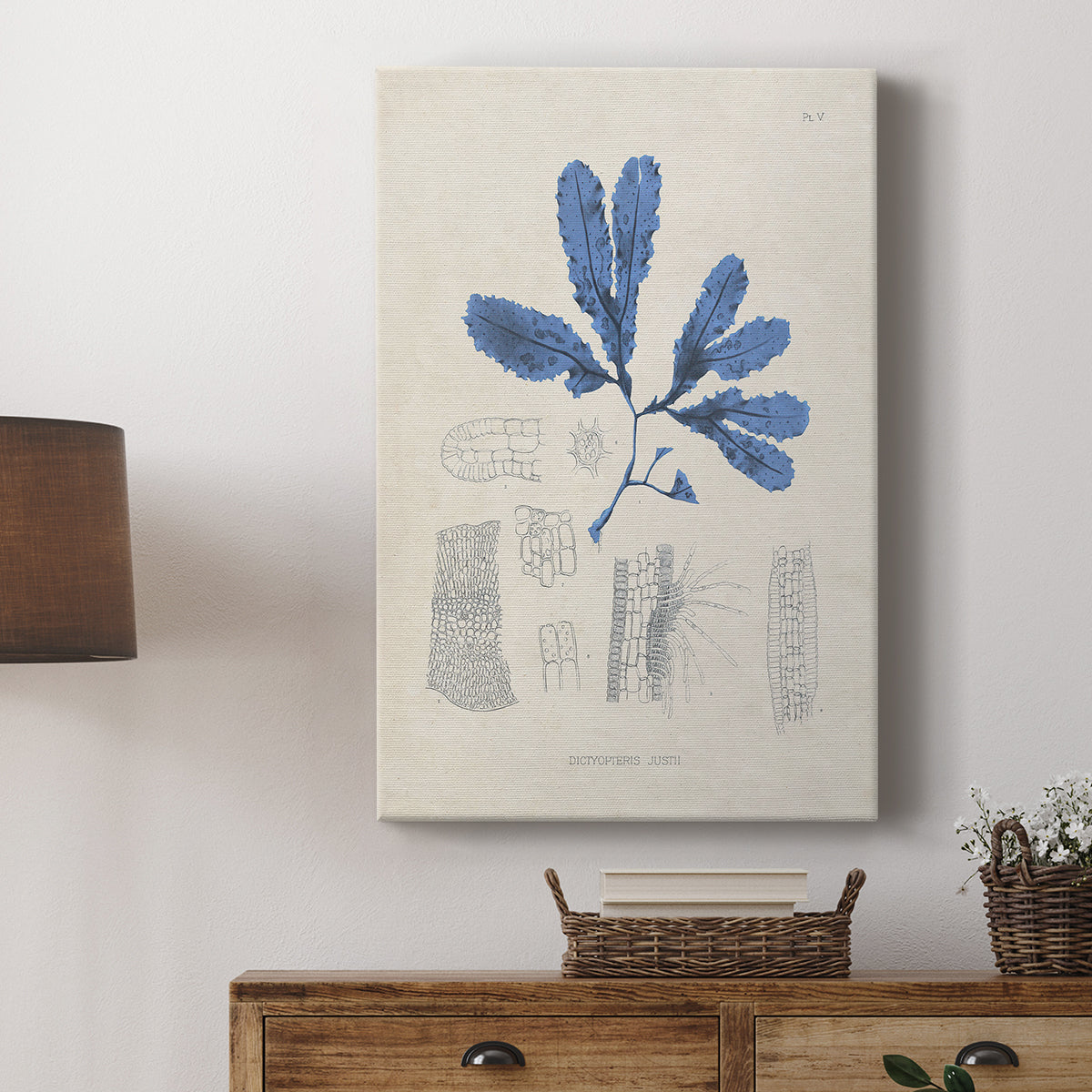 Blue Marine Algae VII - Canvas Art Print