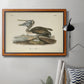 Audubons Brown Pelican - Ornate Framed Canvas Print