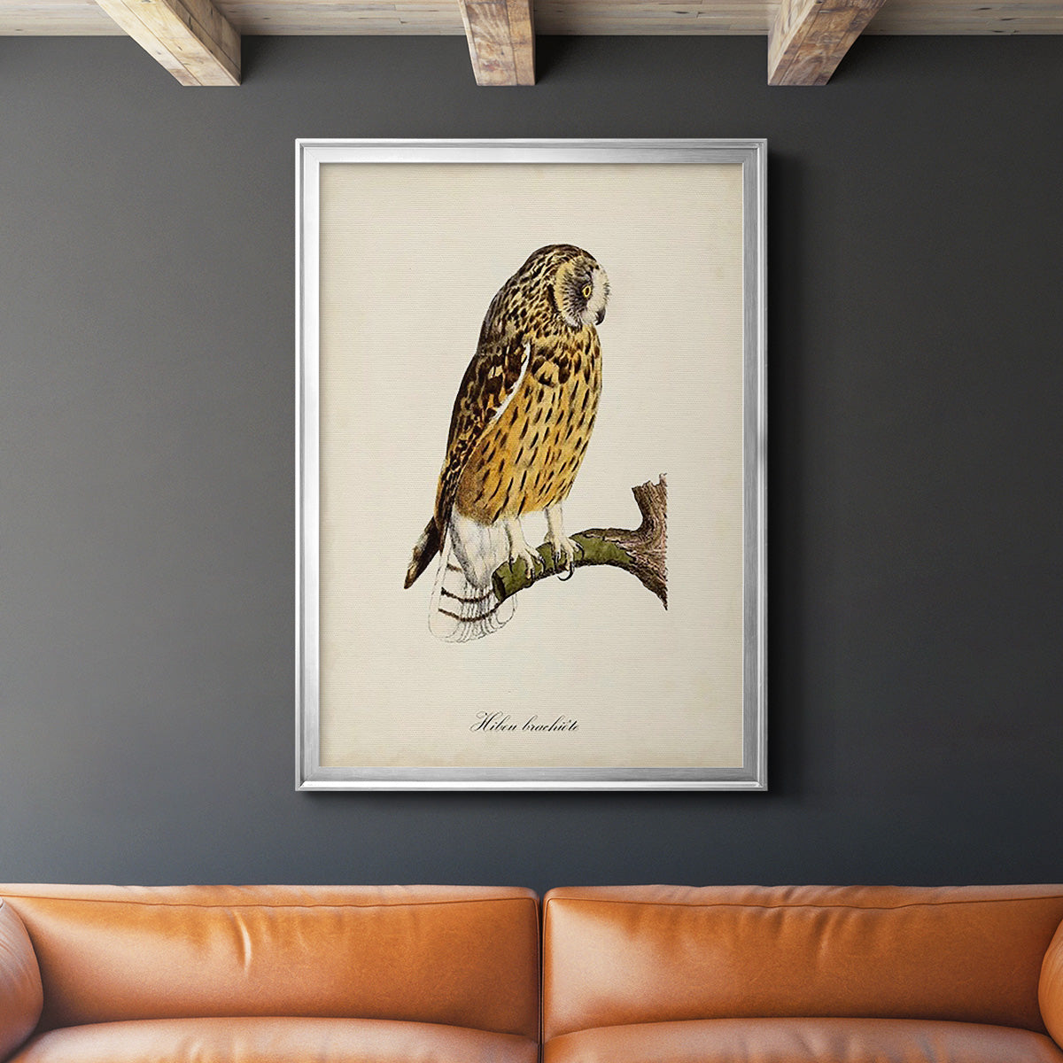 French Owls II - Modern Framed Canvas Print