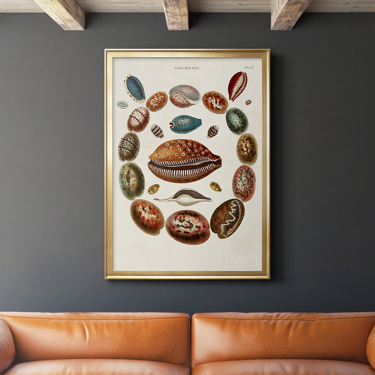 Spiral Shell Formation II - Modern Framed Canvas Print