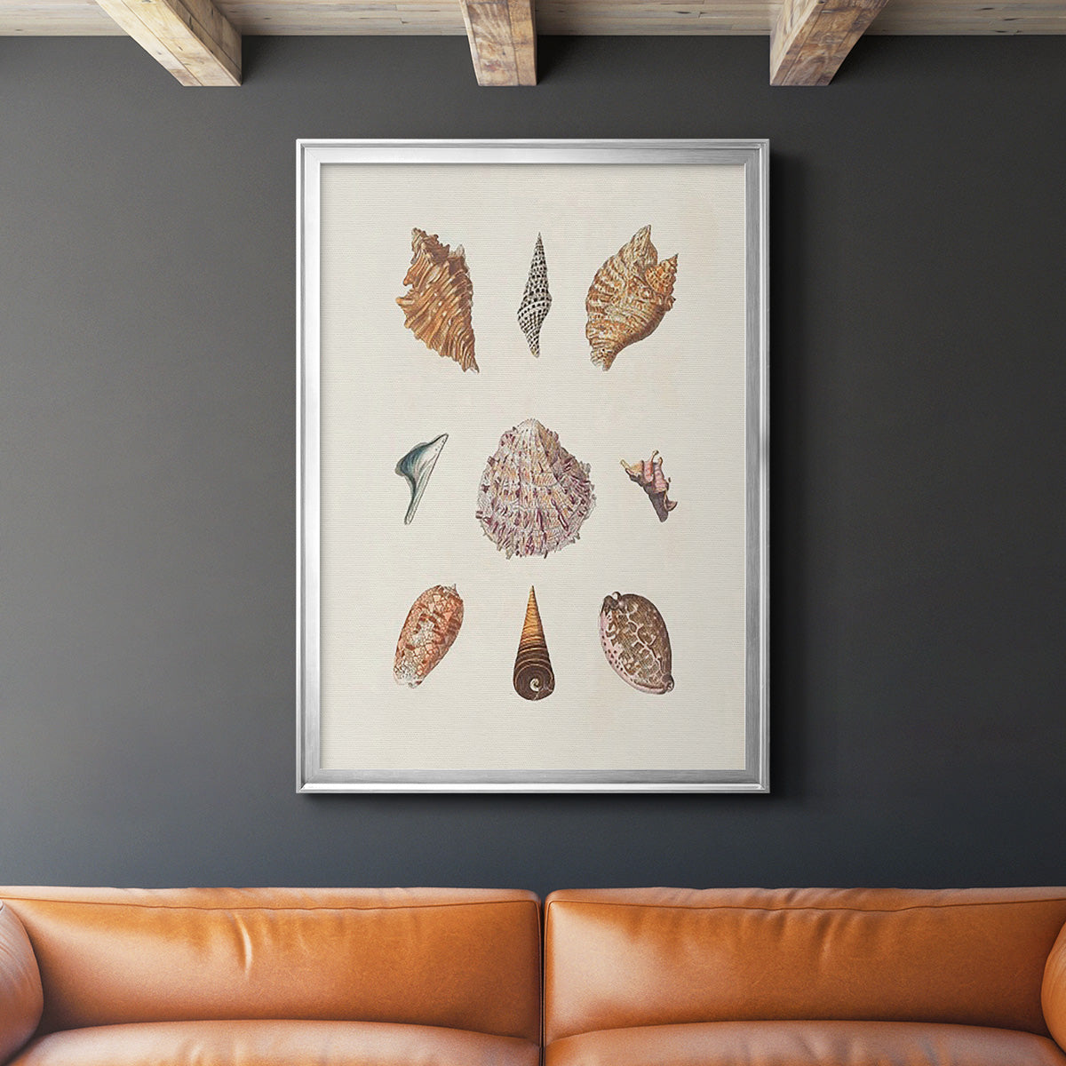 Knorr Shells & Coral VI - Modern Framed Canvas Print