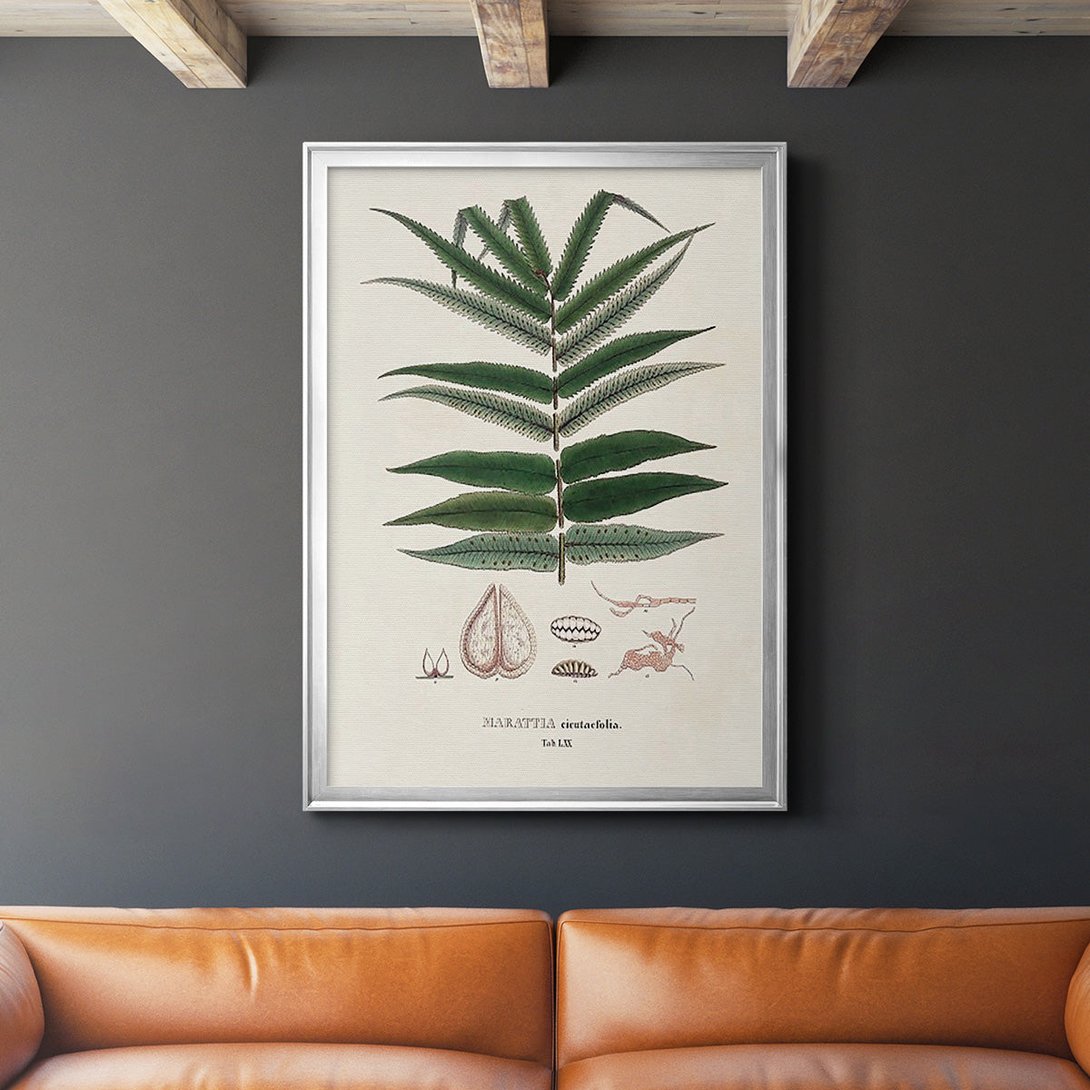 Botanical Society Ferns XII - Modern Framed Canvas Print