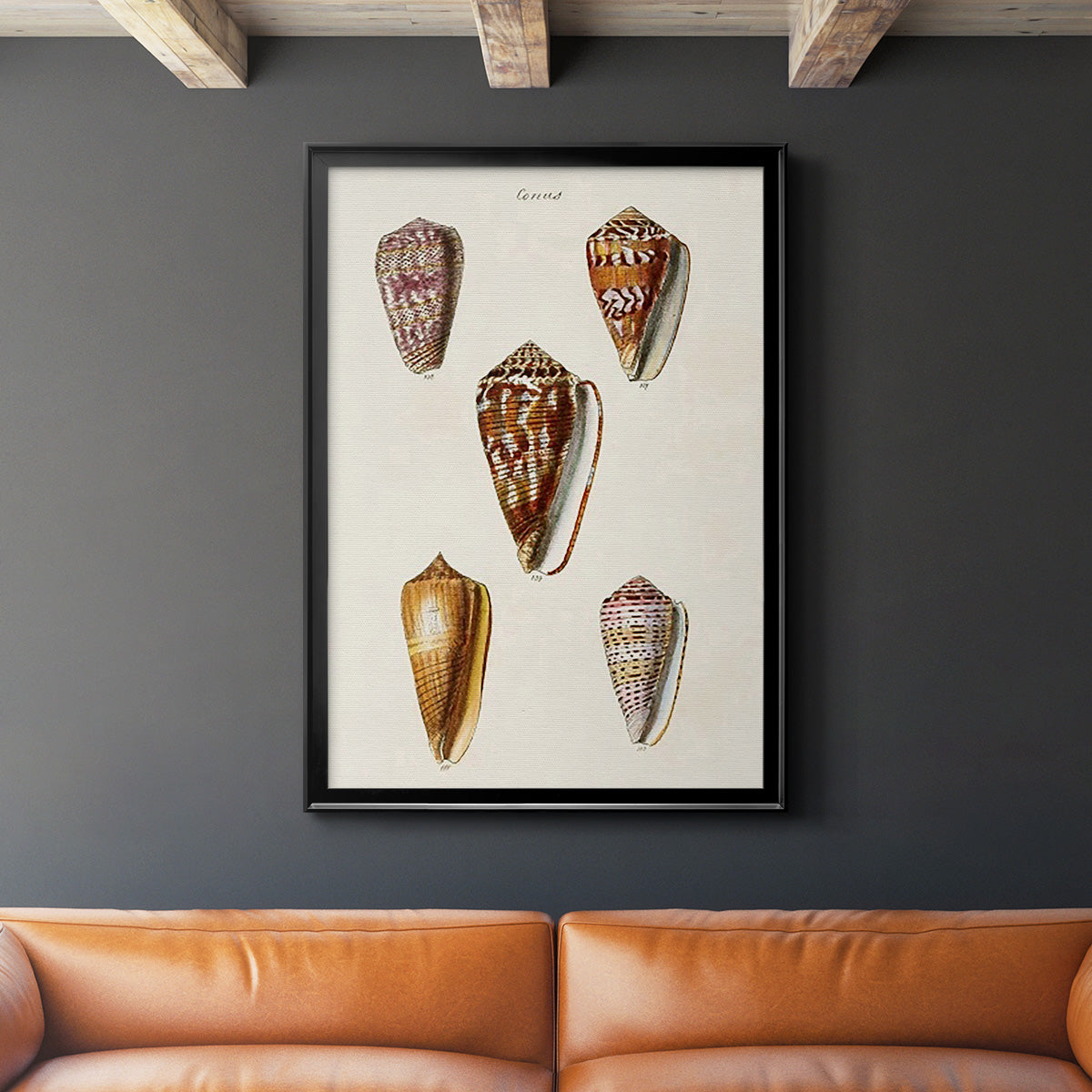 Cone Shell Collection VI - Modern Framed Canvas Print