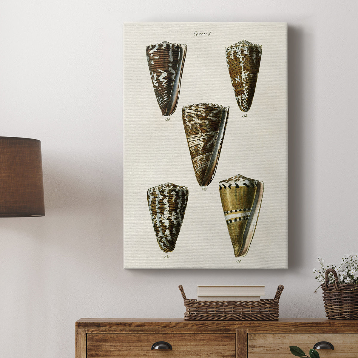 Cone Shell Collection V - Canvas Art Print