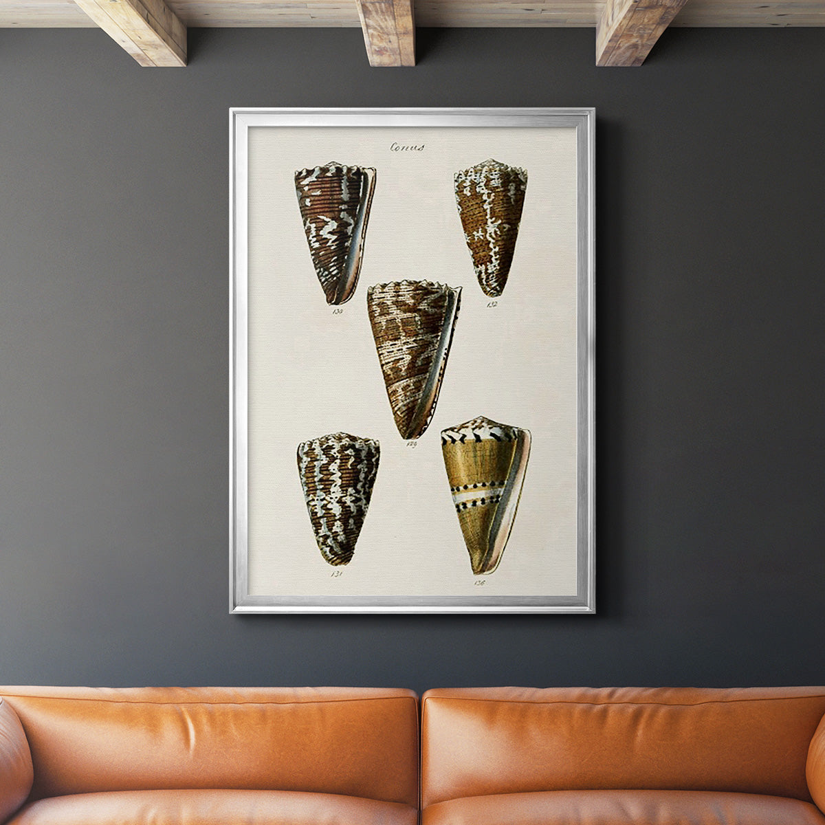Cone Shell Collection V - Modern Framed Canvas Print