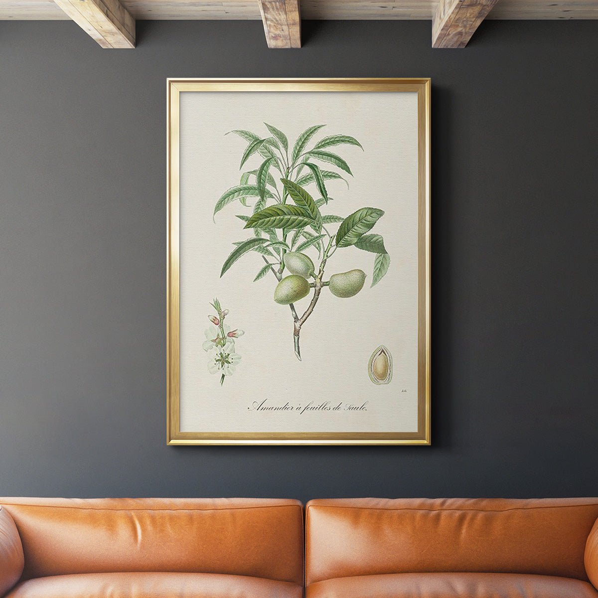 Antique Almond Botanical II - Modern Framed Canvas Print