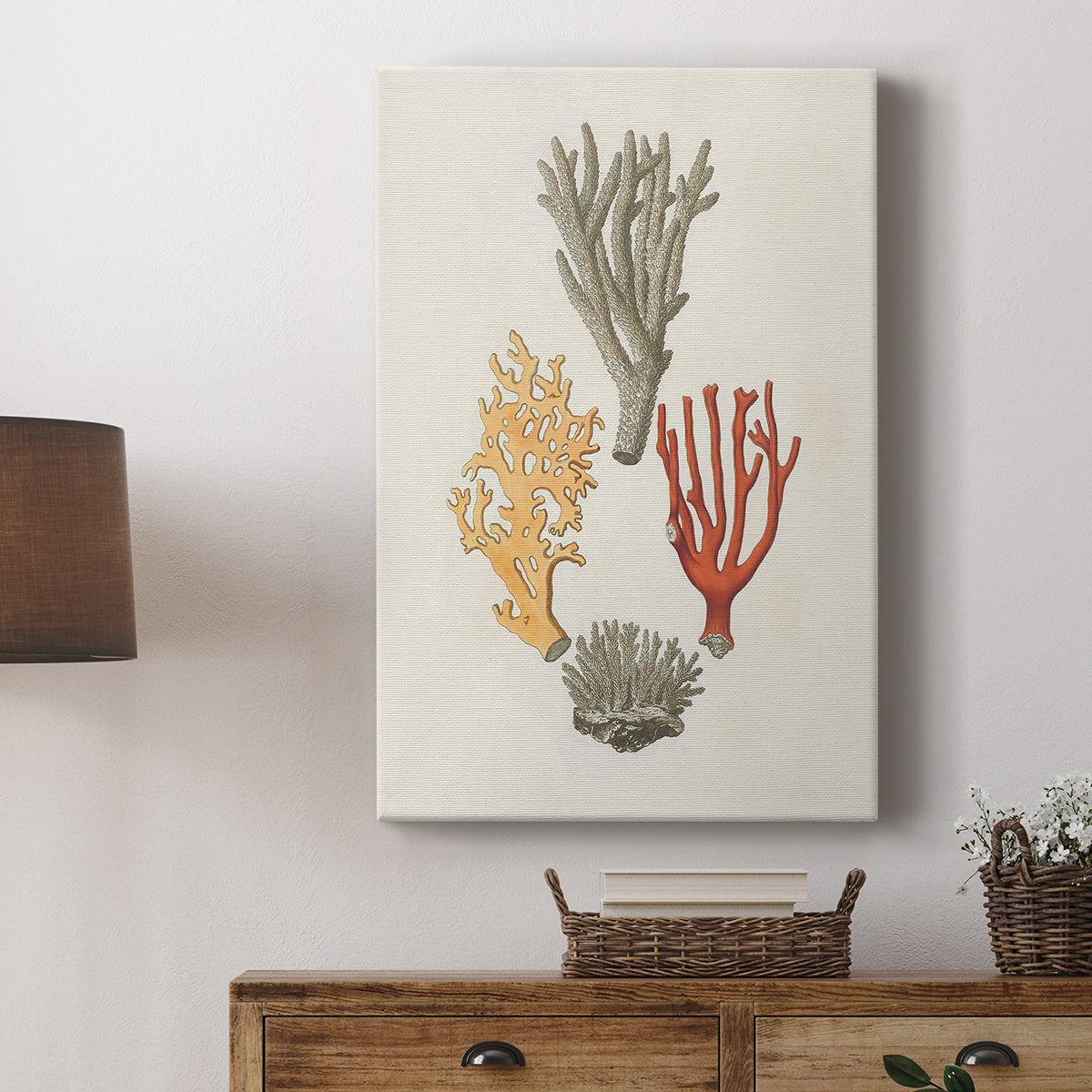 Knorr Shells & Coral IV - Canvas Art Print