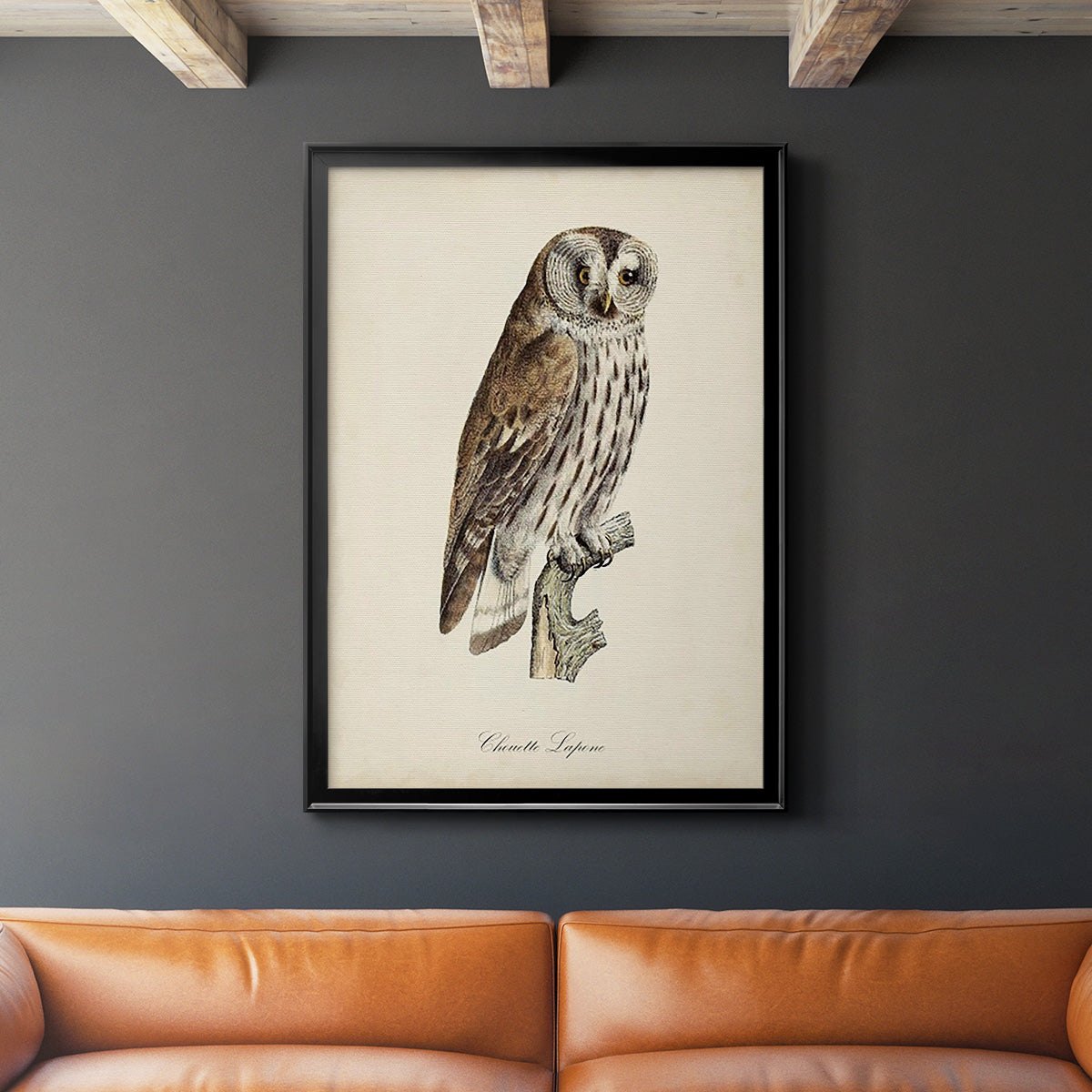 French Owls III - Modern Framed Canvas Print