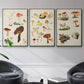 Mushroom Species VI - Framed Premium Gallery Wrapped Canvas L Frame 3 Piece Set - Ready to Hang