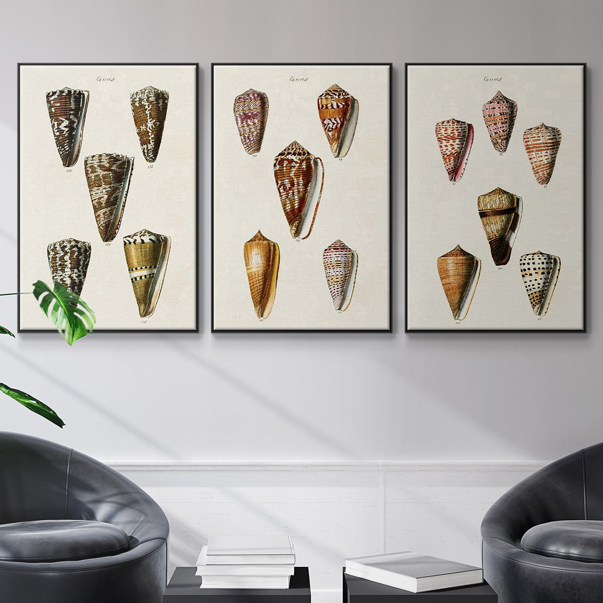 Cone Shell Collection IV - Framed Premium Gallery Wrapped Canvas L Frame 3 Piece Set - Ready to Hang