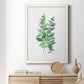 Eucalyptus II - Barnwood Framed Canvas Print