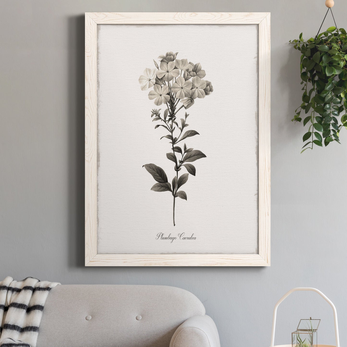 Sketchbook Leadwort - Barnwood Framed Canvas Print