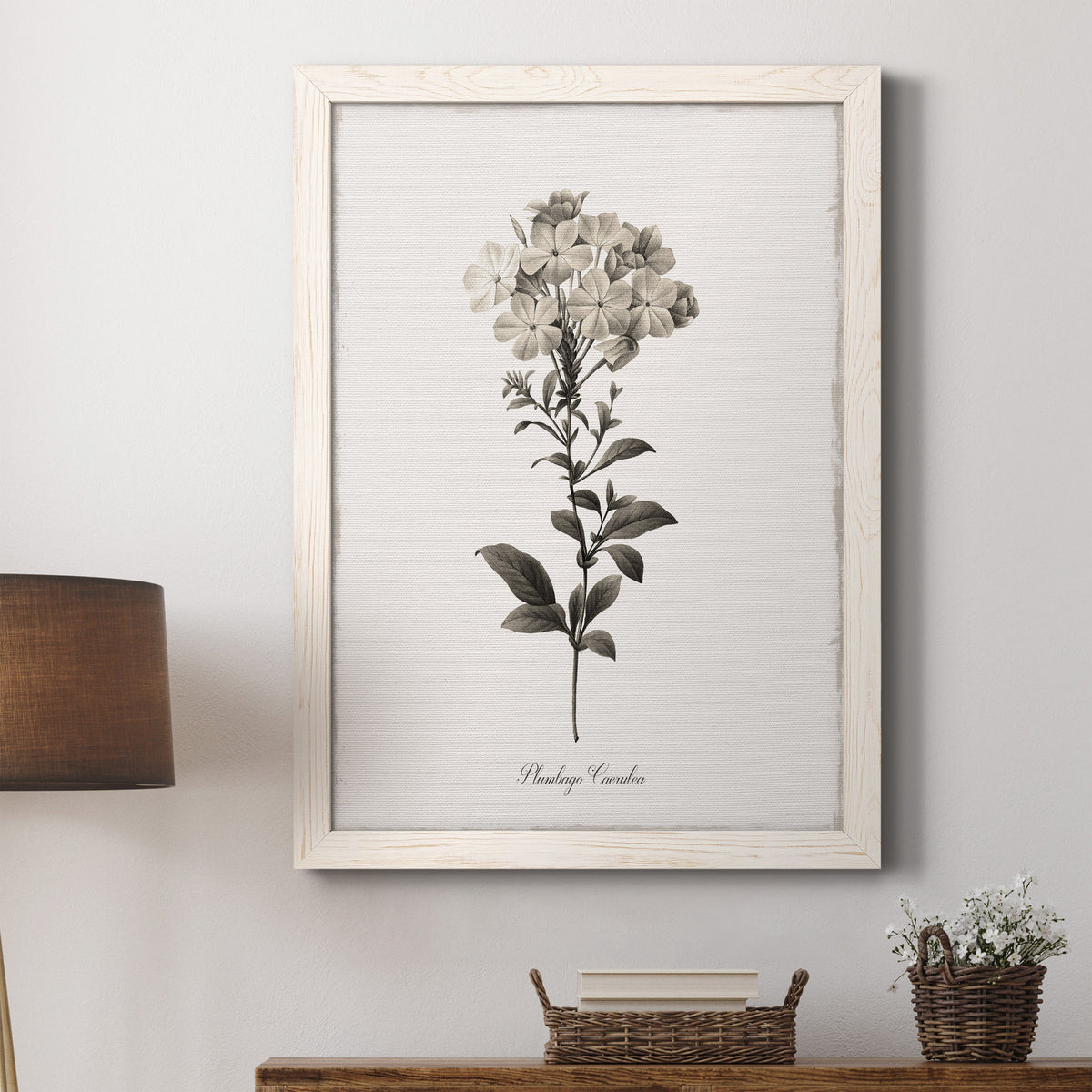 Sketchbook Leadwort - Barnwood Framed Canvas Print