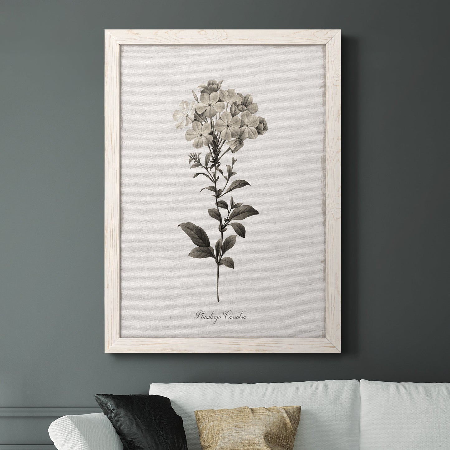 Sketchbook Leadwort - Barnwood Framed Canvas Print