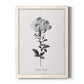 Simply Cape Leadwort - Barnwood Framed Canvas Print