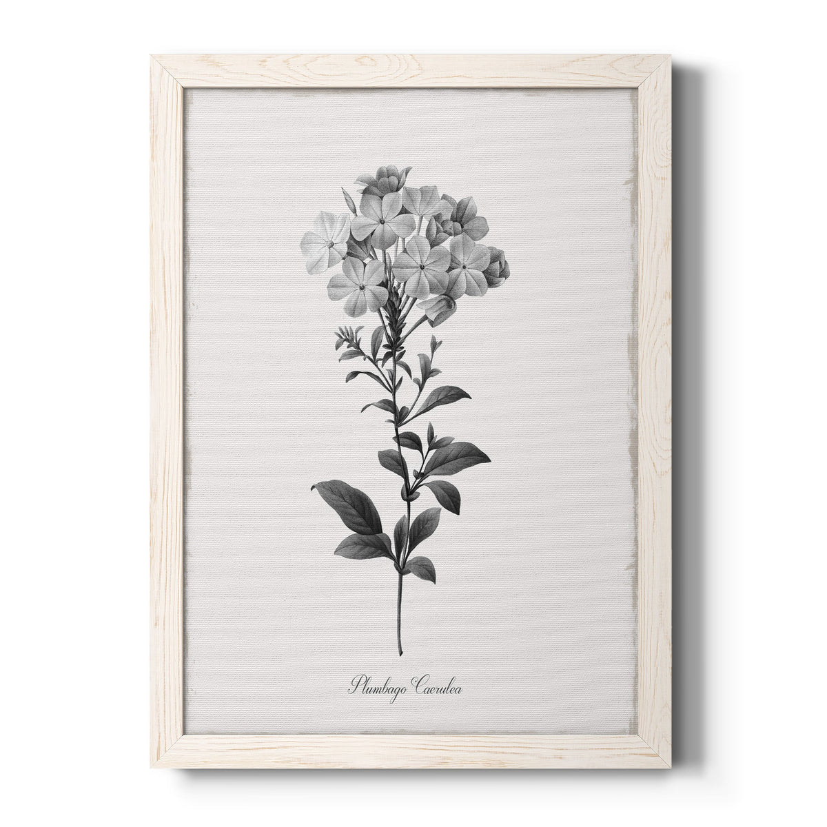 Simply Cape Leadwort - Barnwood Framed Canvas Print