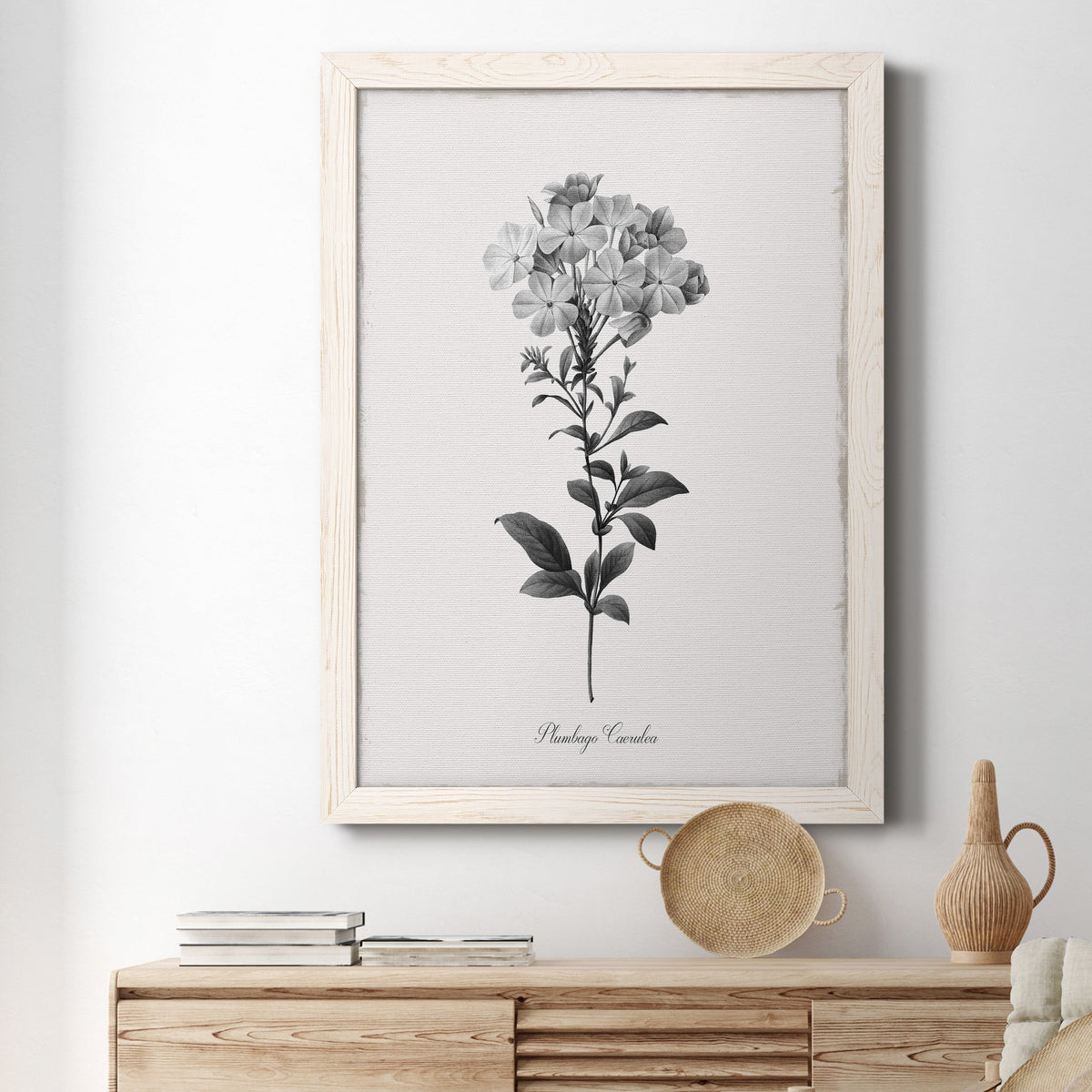 Simply Cape Leadwort - Barnwood Framed Canvas Print
