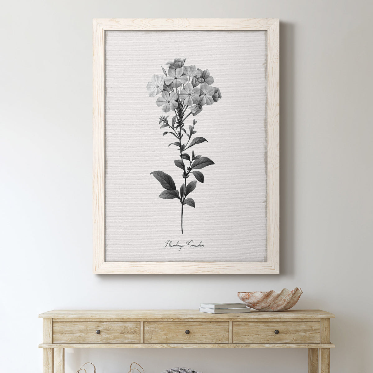 Simply Cape Leadwort - Barnwood Framed Canvas Print