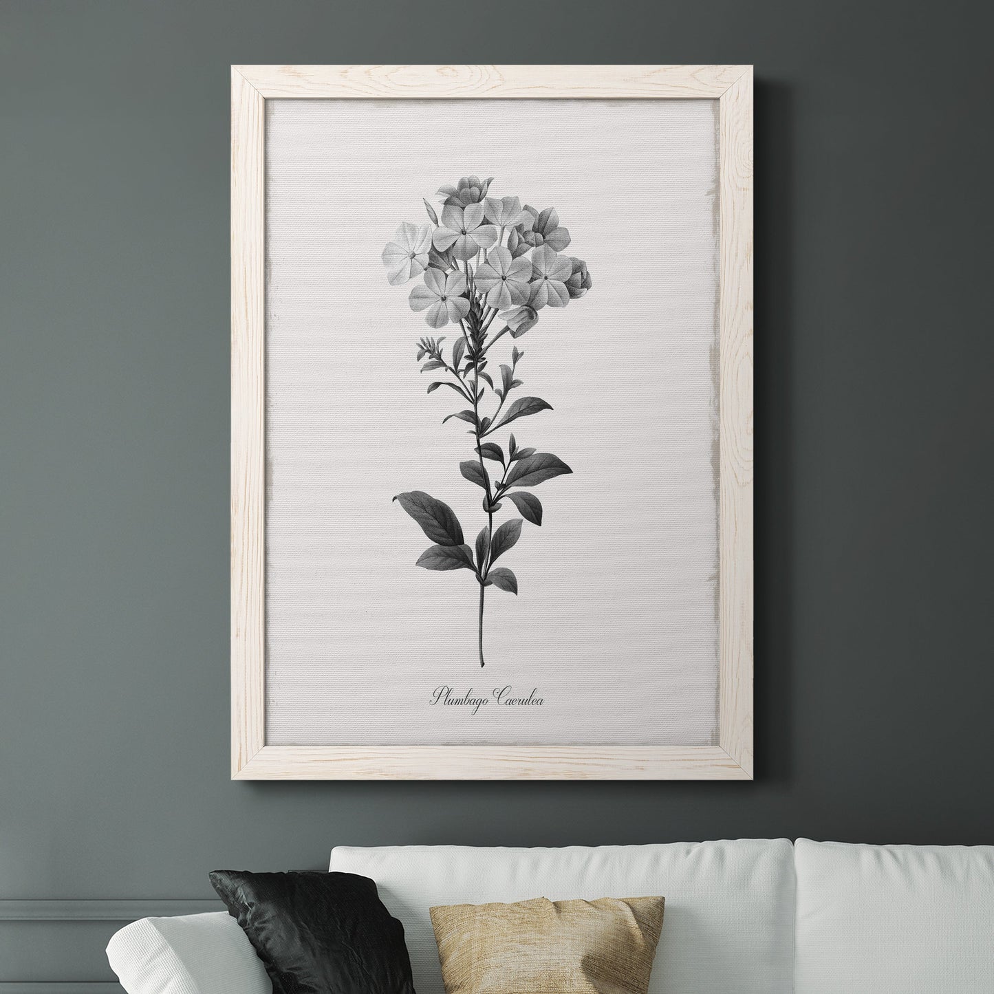 Simply Cape Leadwort - Barnwood Framed Canvas Print