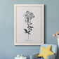 Simply Cape Leadwort - Barnwood Framed Canvas Print