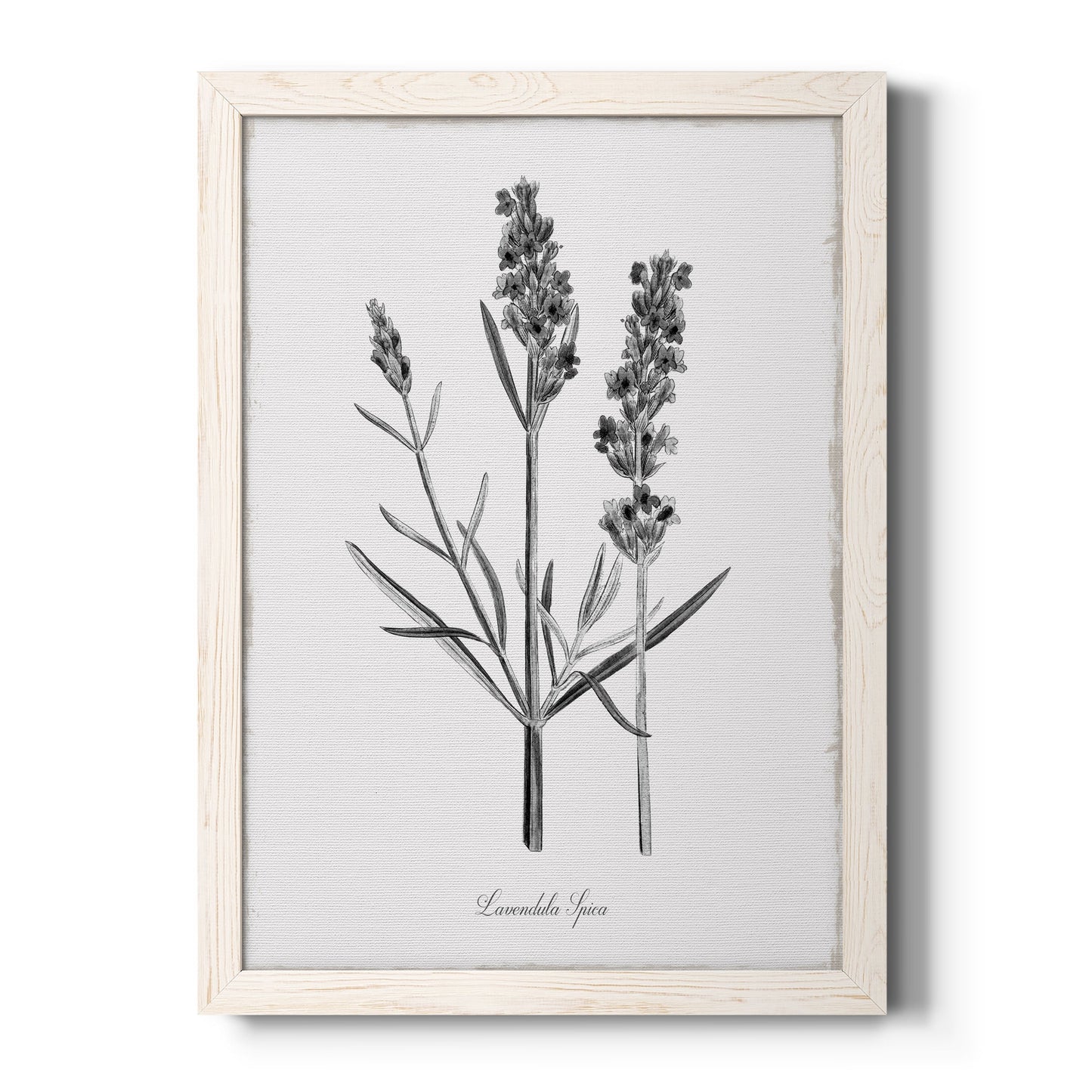 Simply Lavender - Barnwood Framed Canvas Print