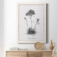 Simply Caladrinia - Barnwood Framed Canvas Print