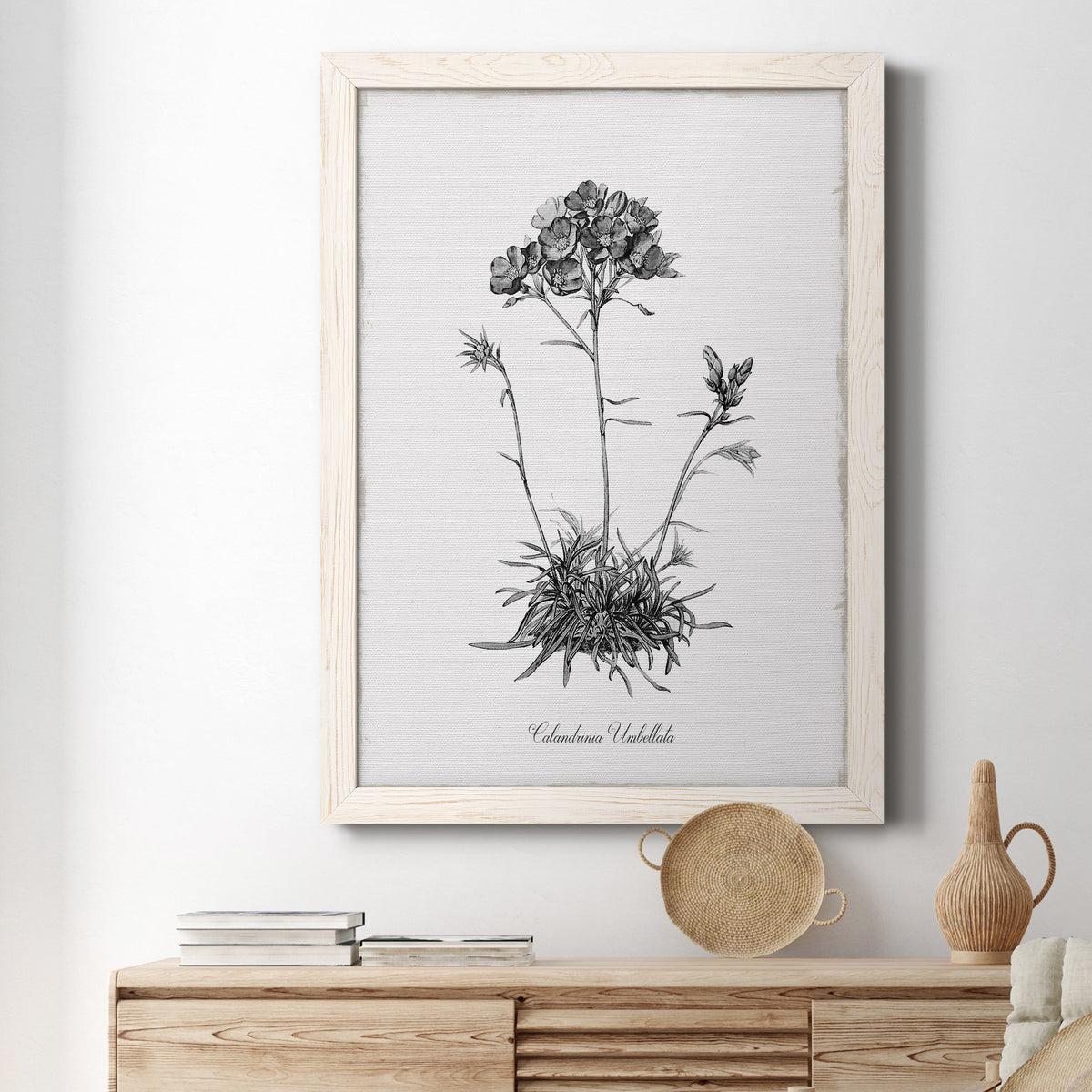 Simply Caladrinia - Barnwood Framed Canvas Print