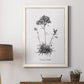 Simply Caladrinia - Barnwood Framed Canvas Print