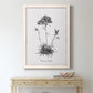 Simply Caladrinia - Barnwood Framed Canvas Print