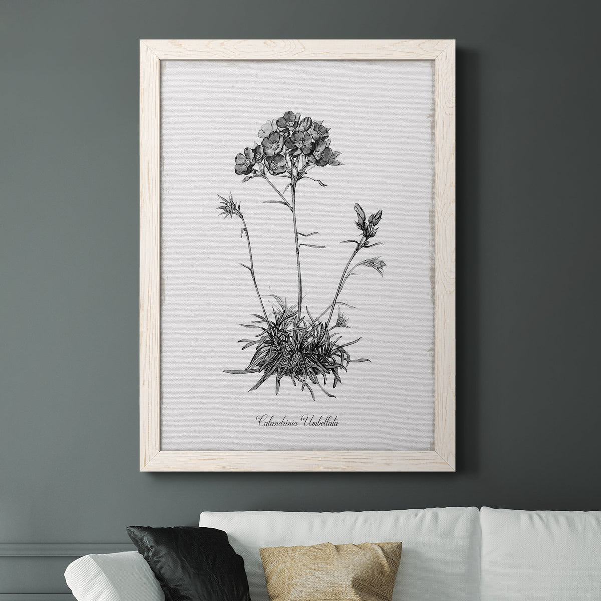 Simply Caladrinia - Barnwood Framed Canvas Print