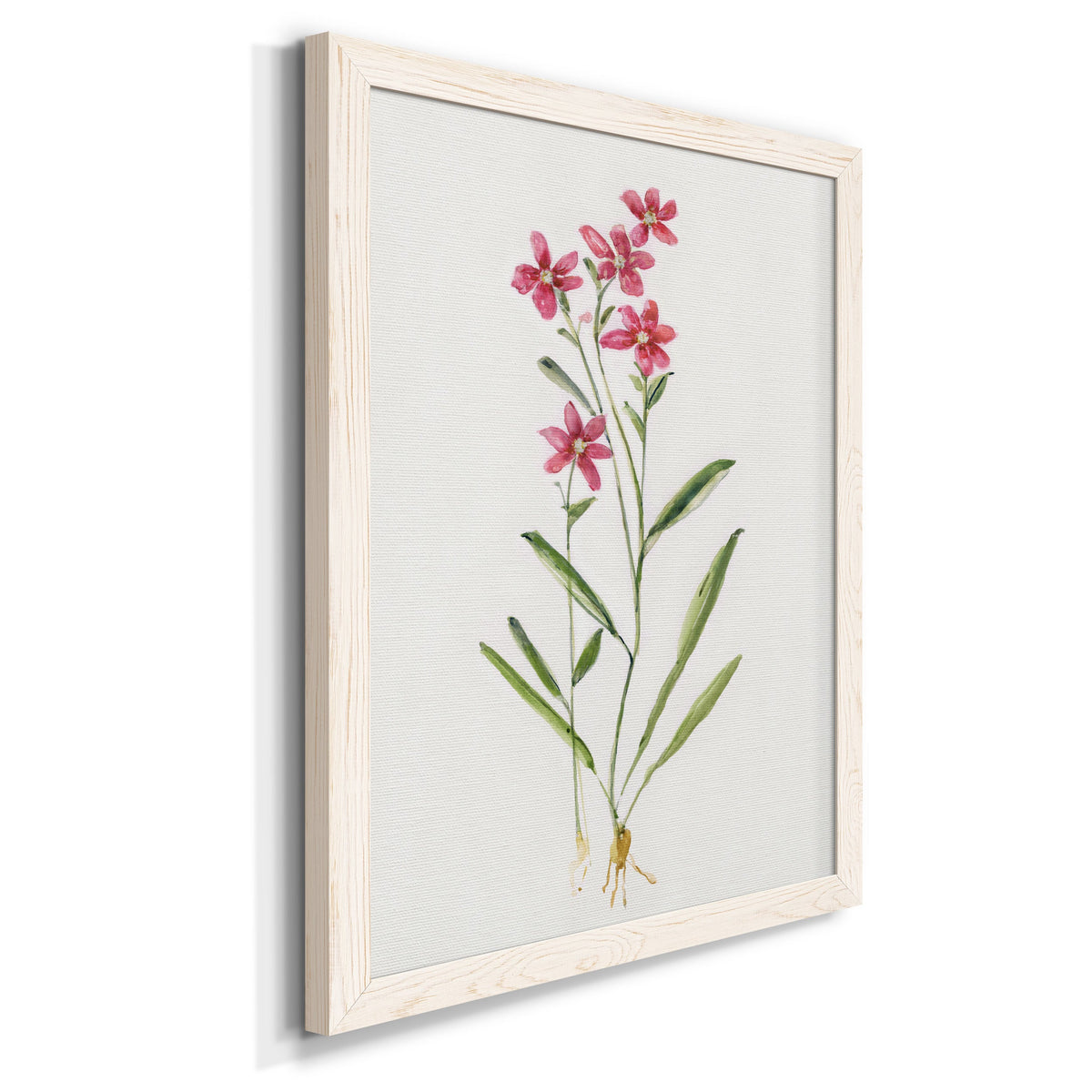 Delicate Pink II - Barnwood Framed Canvas Print