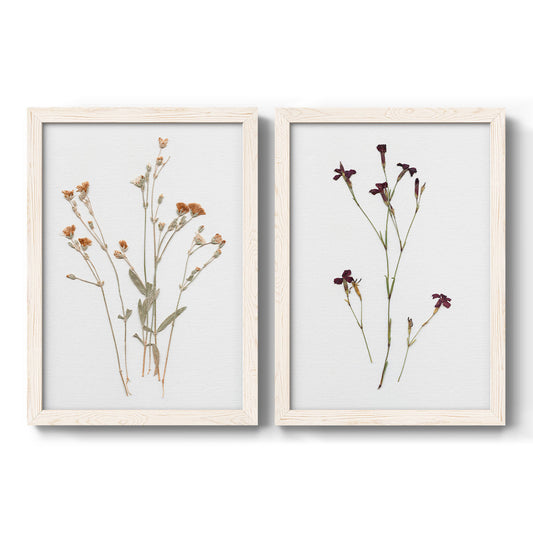 Set of two white barnwood framed canvas prints featuring two delicate botanical specimen prints featuring slender pressed wildflower stems.