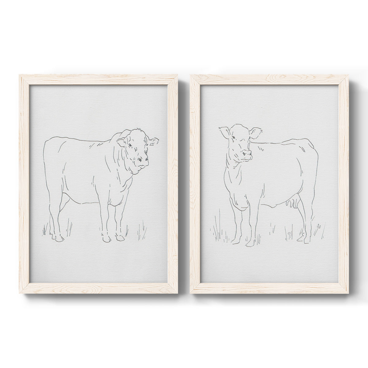 Set of two white barnwood framed canvas prints featuring two minimalist livestock sketches featuring simple contour drawings of standing cows.