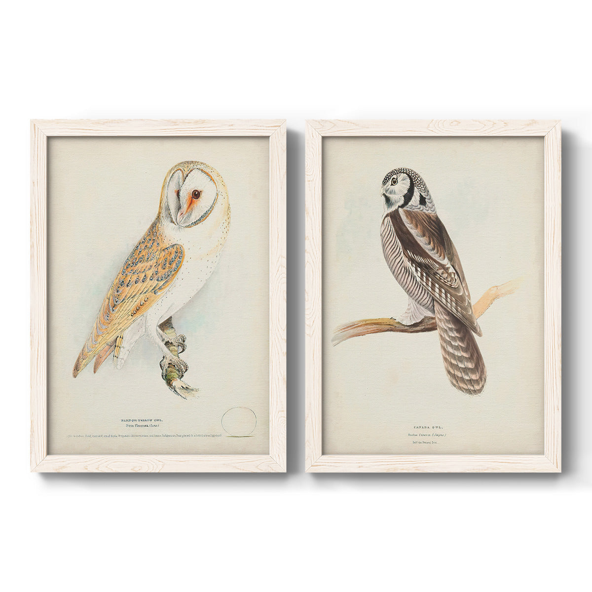 Set of two white barnwood framed canvas prints featuring two antique bird plate illustrations featuring vintage owl specimens perched in natural settings.