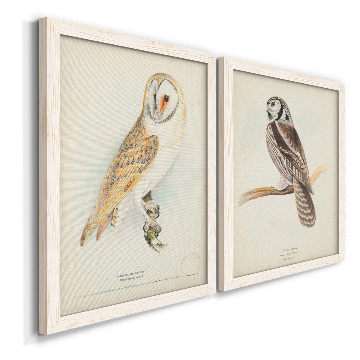 Angled view of a set of two white barnwood framed canvas prints featuring two antique bird plate illustrations featuring vintage owl specimens perched in natural settings.