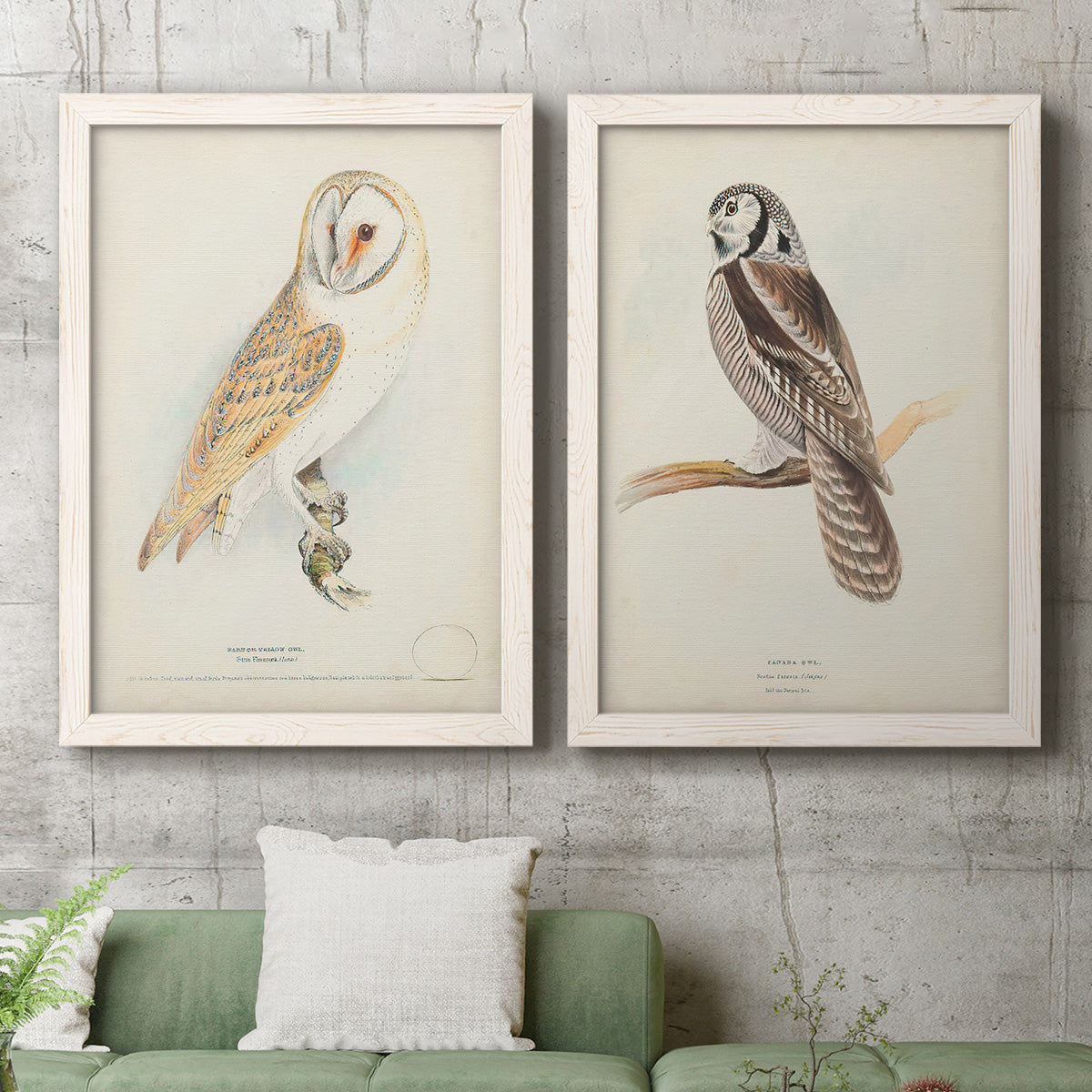 Set of two white barnwood framed canvas prints depicting a coordinated art pair of vintage owl specimens perched in natural settings rendered as antique bird plate illustrations above a sofa in a modern living room.
