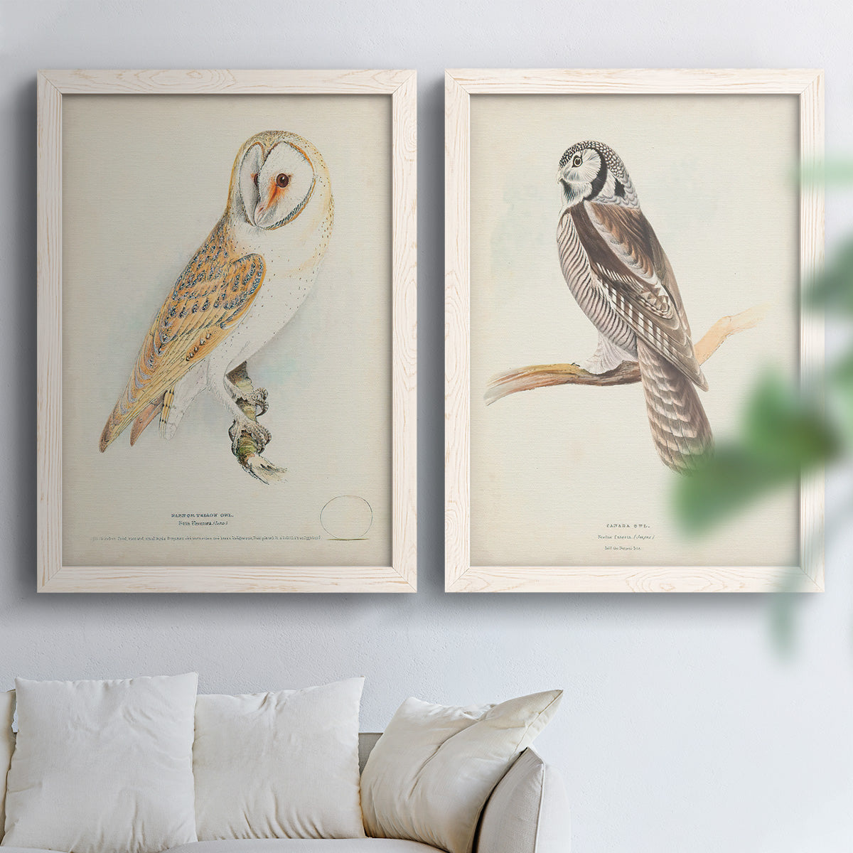 Set of two white barnwood framed canvas prints depicting detailed feathers, branches, pale paper, and natural-history labels arranged across two complementary compositions above a sofa in a bright living space.