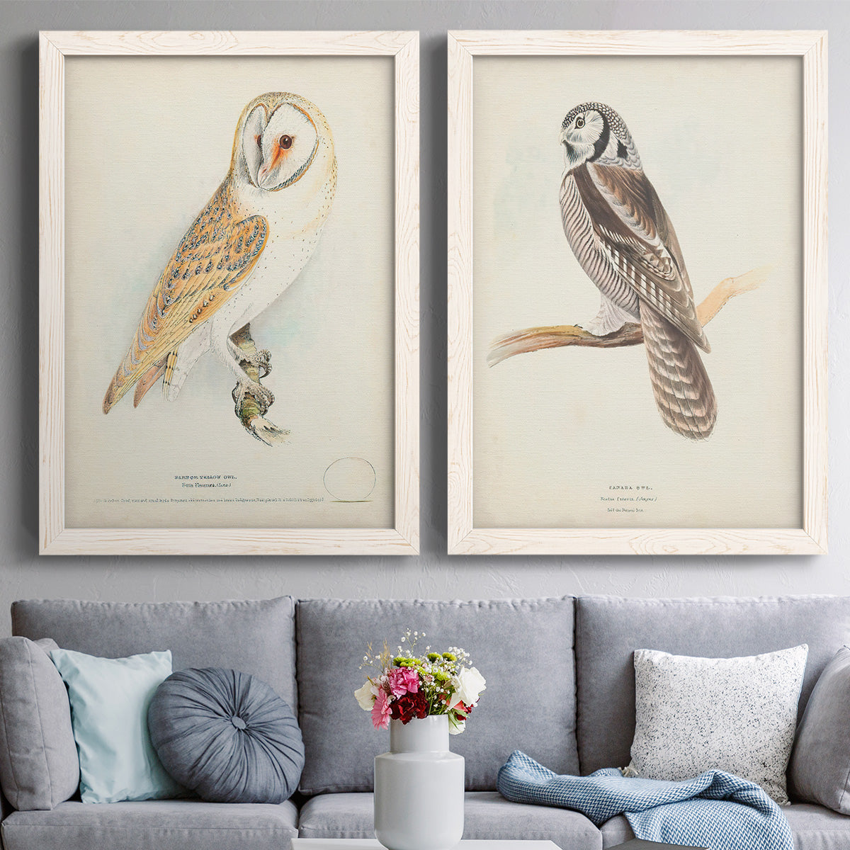 Set of two white barnwood framed canvas prints depicting paired antique bird plate illustrations with detailed feathers, branches, pale paper, and natural-history labels above a sofa in a contemporary living room.
