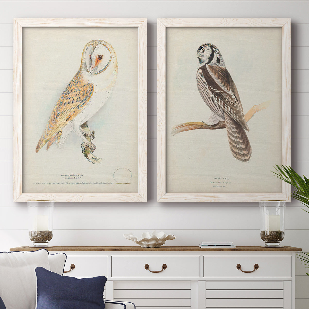 Set of two white barnwood framed canvas prints depicting a coordinated art pair of vintage owl specimens perched in natural settings rendered as antique bird plate illustrations above a dining room sideboard.