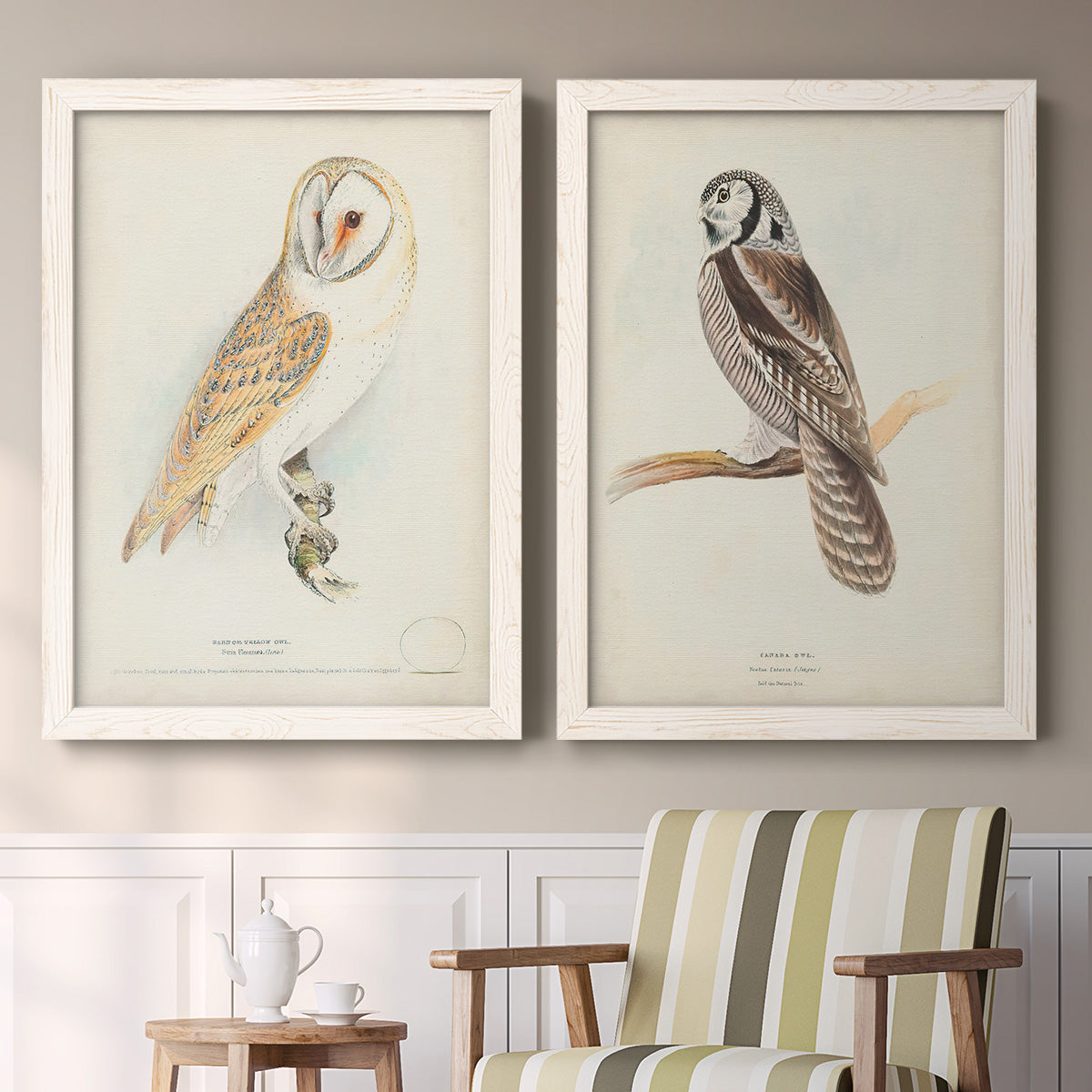 Set of two white barnwood framed canvas prints depicting two antique bird plate illustrations featuring vintage owl specimens perched in natural settings above a sideboard in a cozy sitting room.