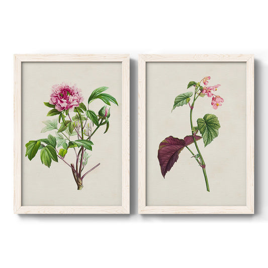 Set of two white barnwood framed canvas prints featuring two vintage botanical plate illustrations featuring pink flowering plant specimens.