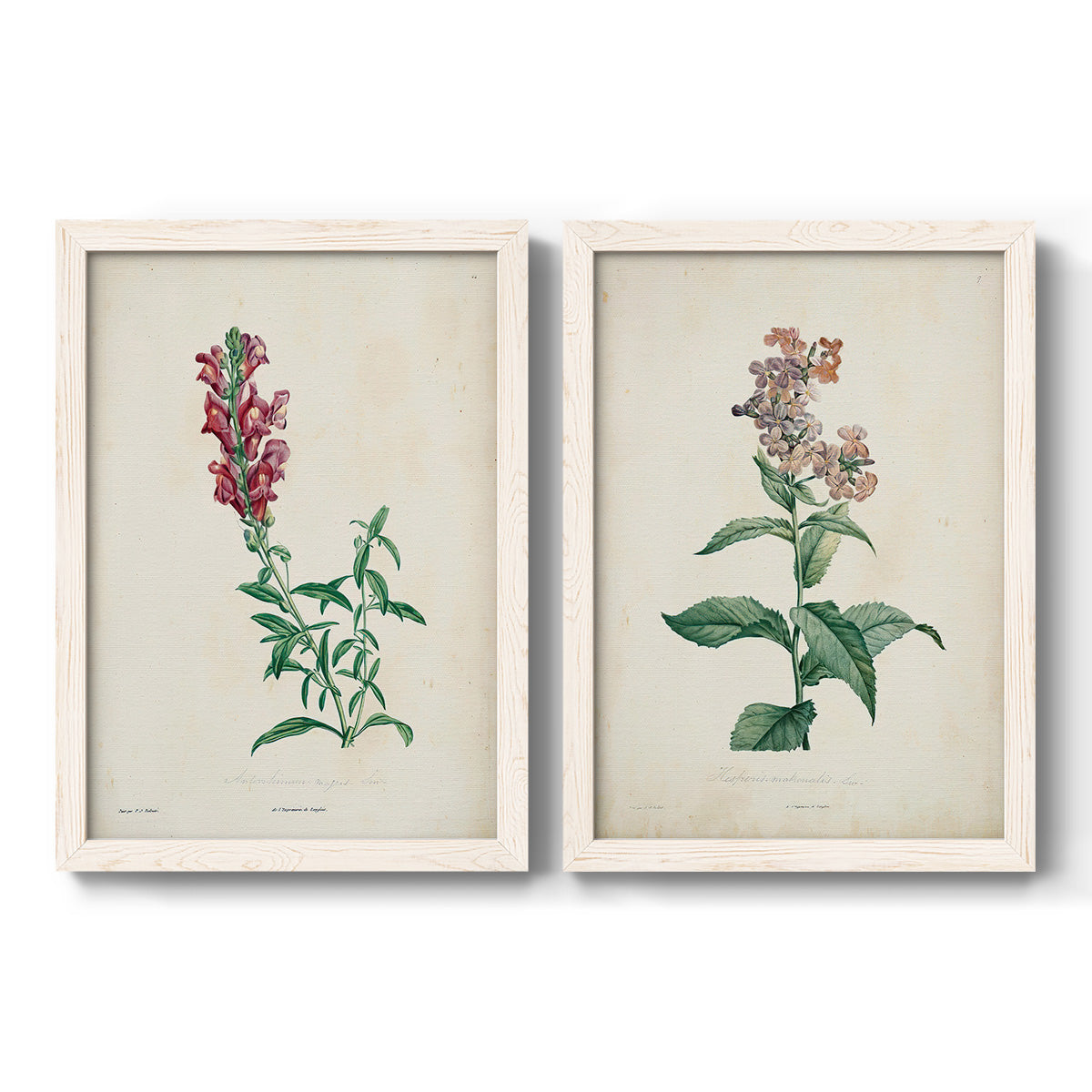 Set of two white barnwood framed canvas prints featuring two vintage botanical studies of flowering stems with detailed green leaves on aged cream paper.