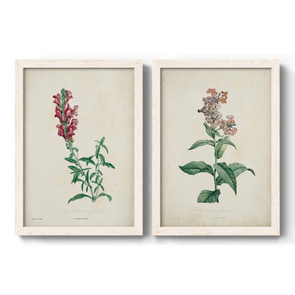 Set of two white barnwood framed canvas prints featuring two vintage botanical studies of flowering stems with detailed green leaves on aged cream paper.