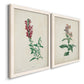 Angled view of a set of two white barnwood framed canvas prints featuring two vintage botanical studies of flowering stems with detailed green leaves on aged cream paper.