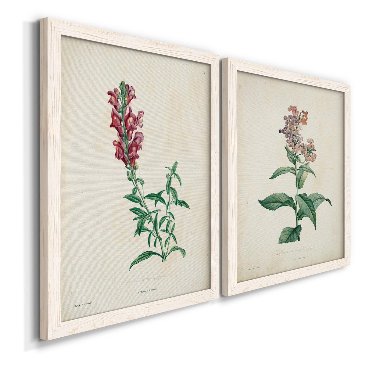 Angled view of a set of two white barnwood framed canvas prints featuring two vintage botanical studies of flowering stems with detailed green leaves on aged cream paper.